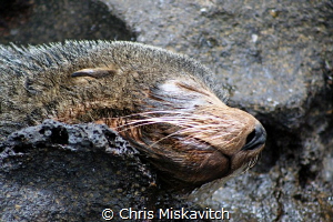 sleeping Galapagos Seal...... by Chris Miskavitch 